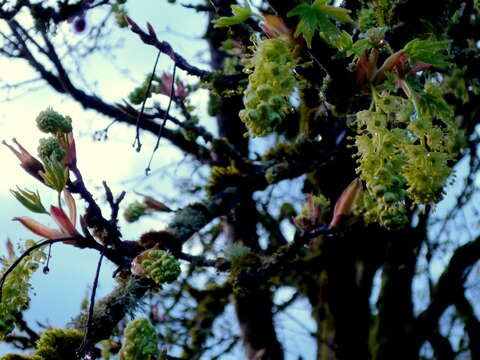 Image of bigleaf maple