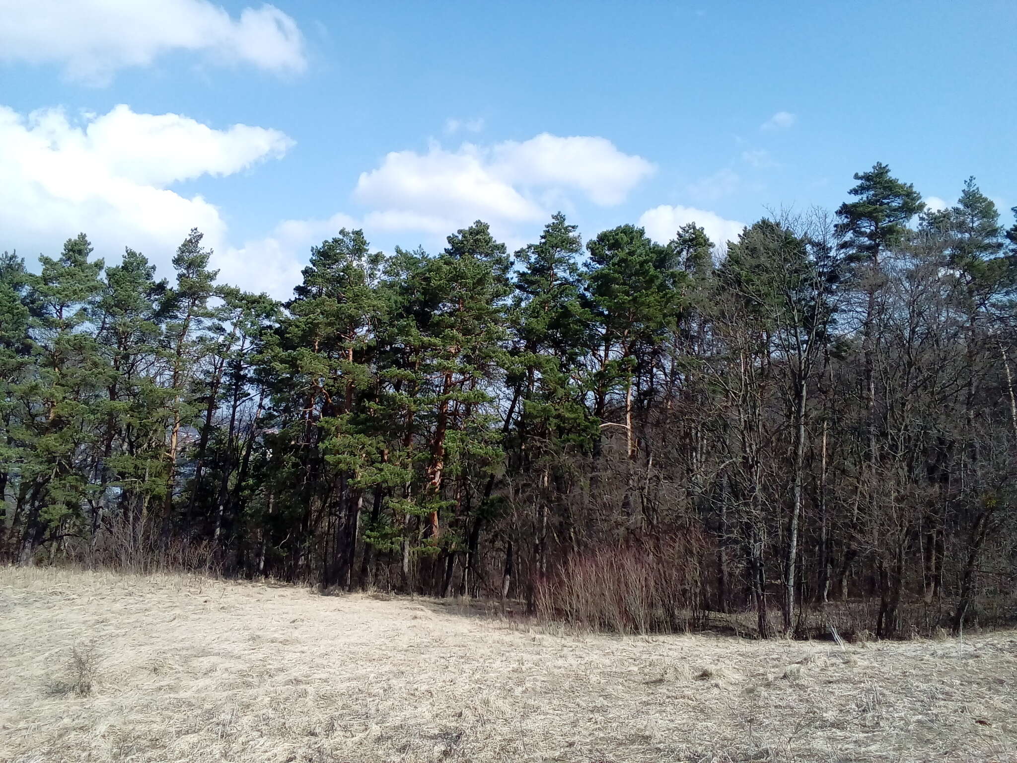 Image of Pinus sylvestris var. sylvestris