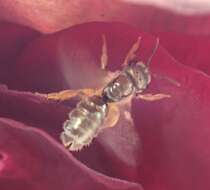 صورة Halictus gemmeus Dours 1872