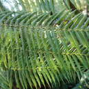 Image of rough tree fern