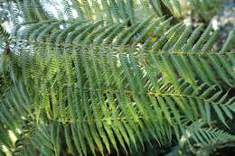 Image of Rough Tree Fern