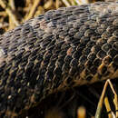 Image of Querétaro dusky rattlesnake