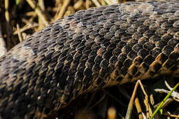 Image of Querétaro dusky rattlesnake