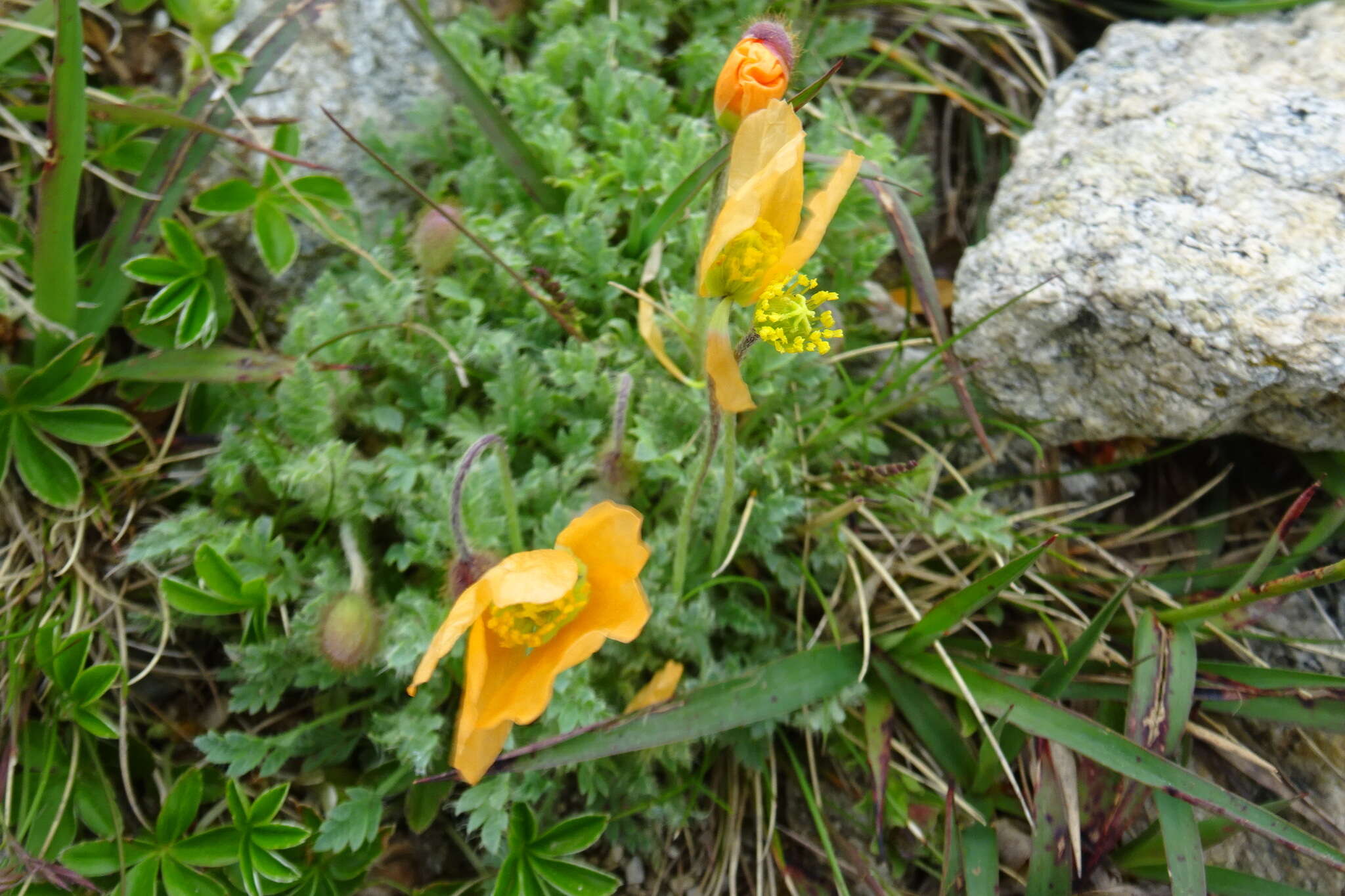 Image of Papaver lapeyrousianum Gutermann