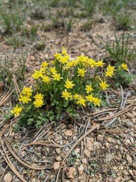 Ranunculus ranunculinus (Nutt.) Rydb.的圖片