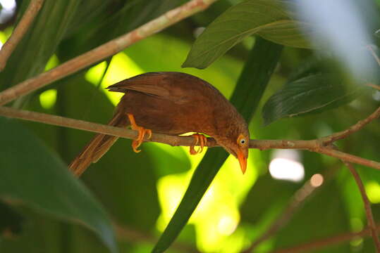 صورة Argya rufescens (Blyth 1847)