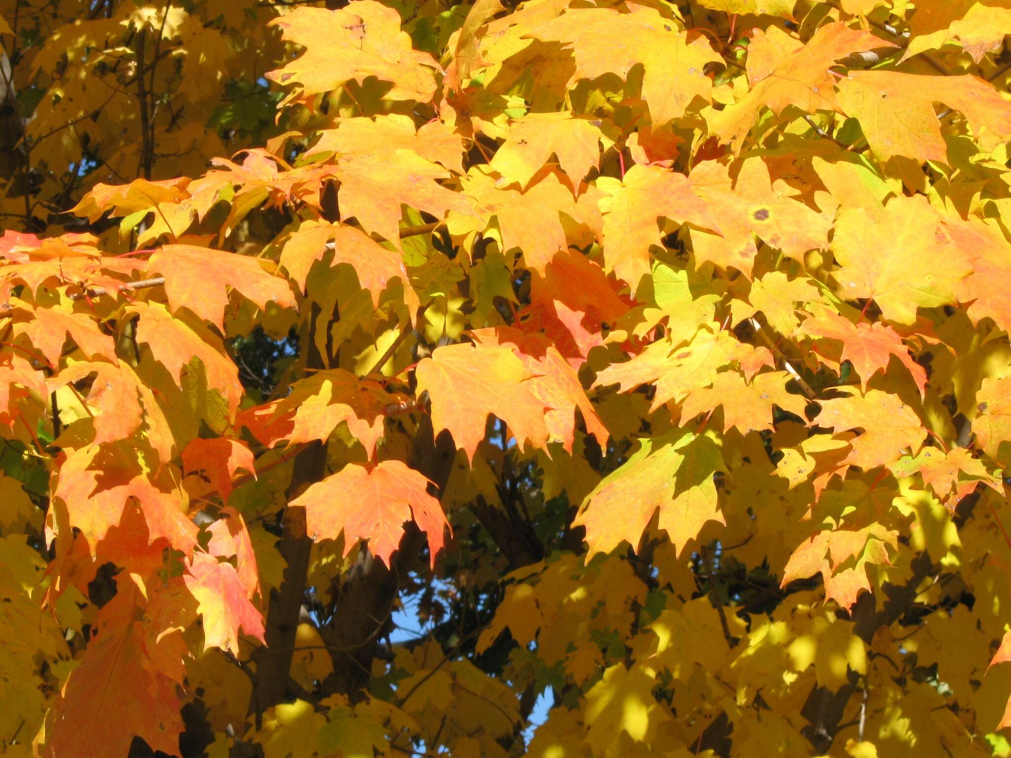 Image of sugar maple