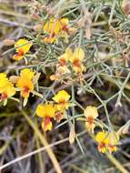 Image of Jacksonia spinosa (Labill.) Sm.