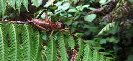 Image of Auckland tree weta