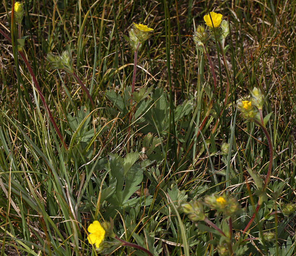 Imagem de Potentilla diversifolia var. ranunculus (Lange) Boivin