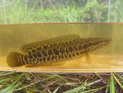 Image of Blotched snakehead