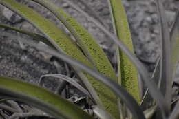 Imagem de Tillandsia latifolia Meyen