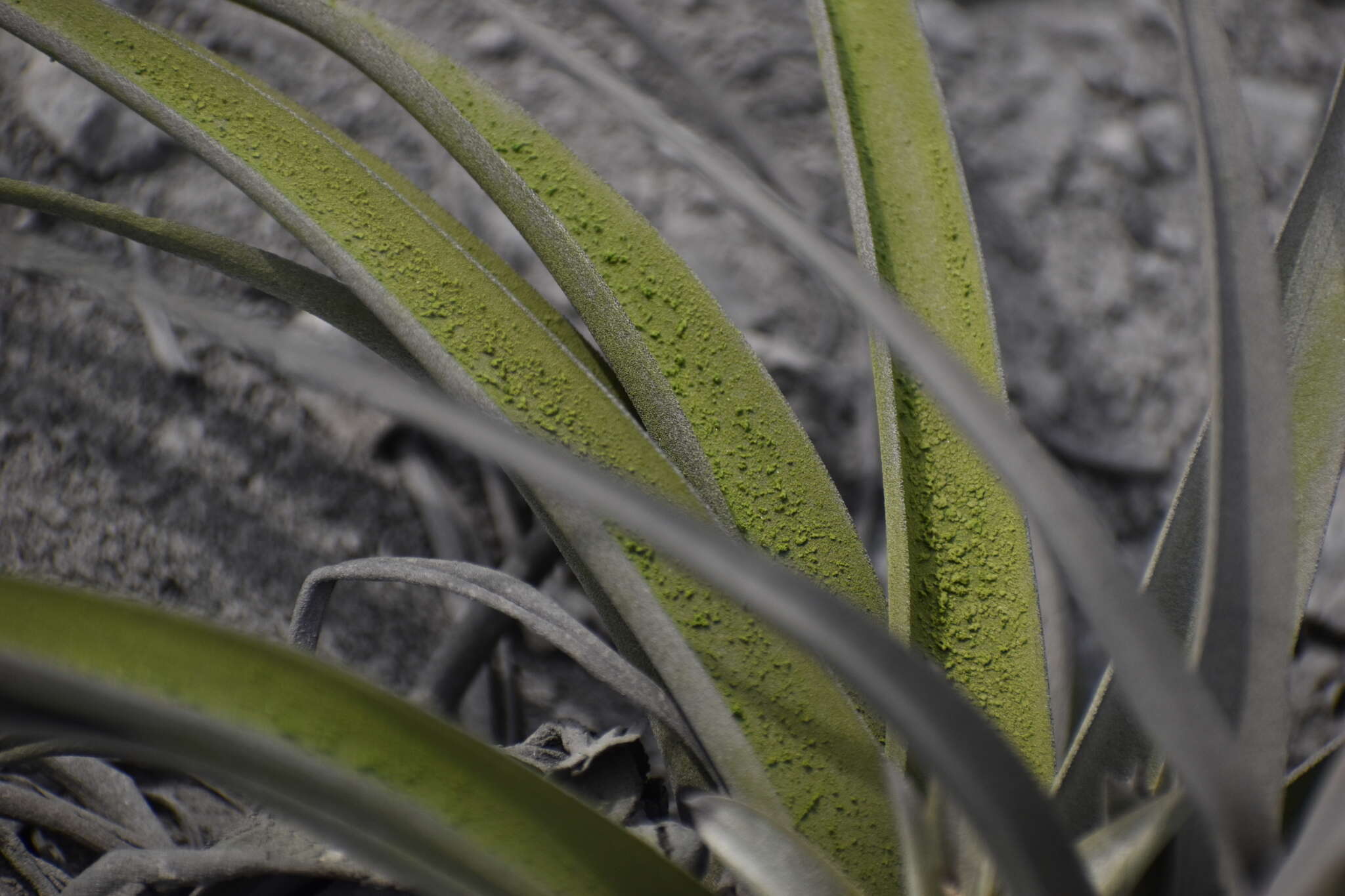 Tillandsia latifolia Meyen resmi