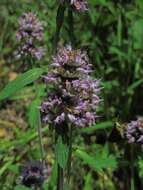 Image of pagoda-plant