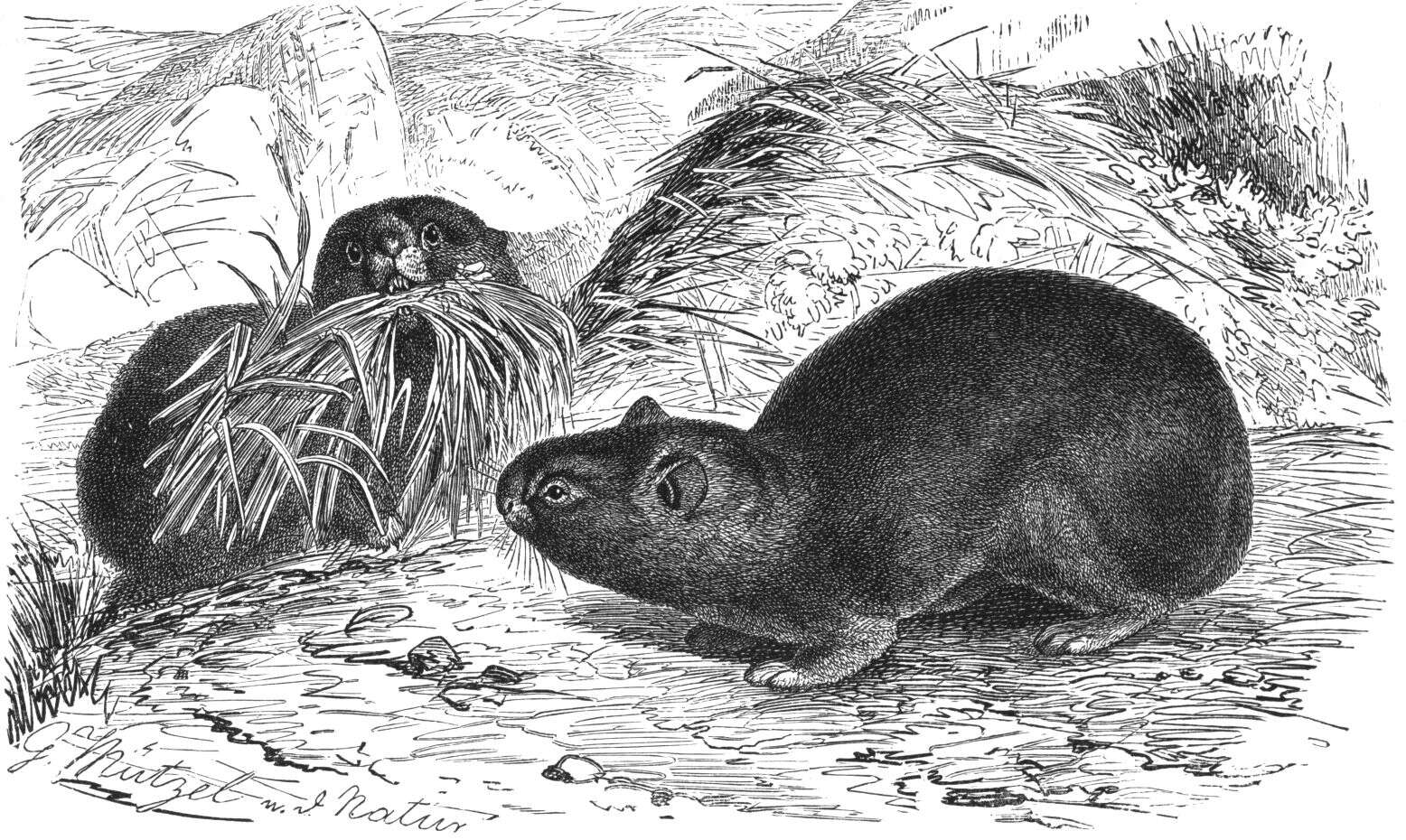 Image of pikas