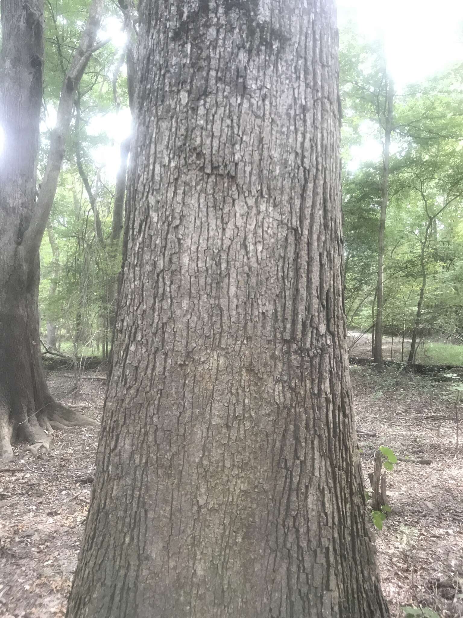 Image of overcup oak