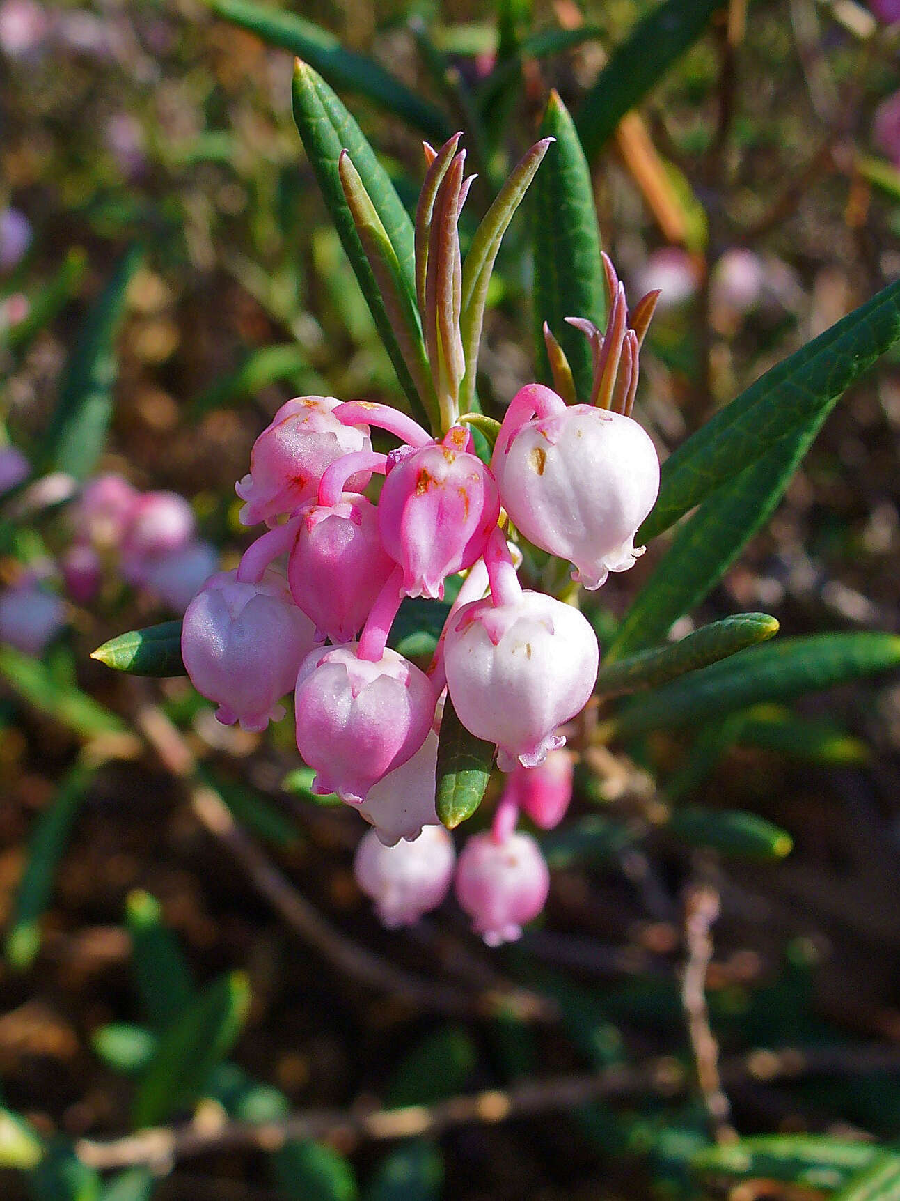 Image of bog rosemary