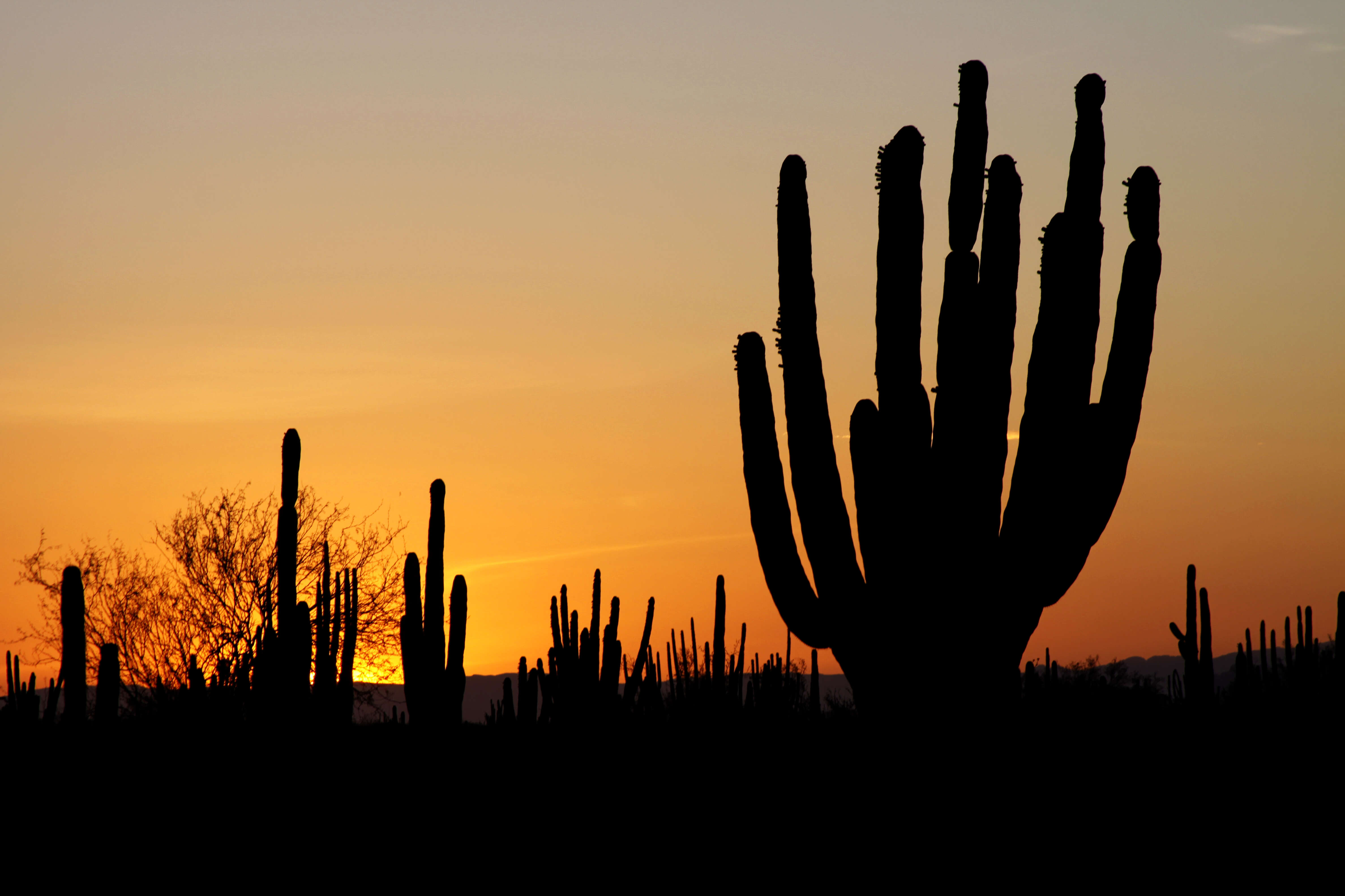 Image of saguaro