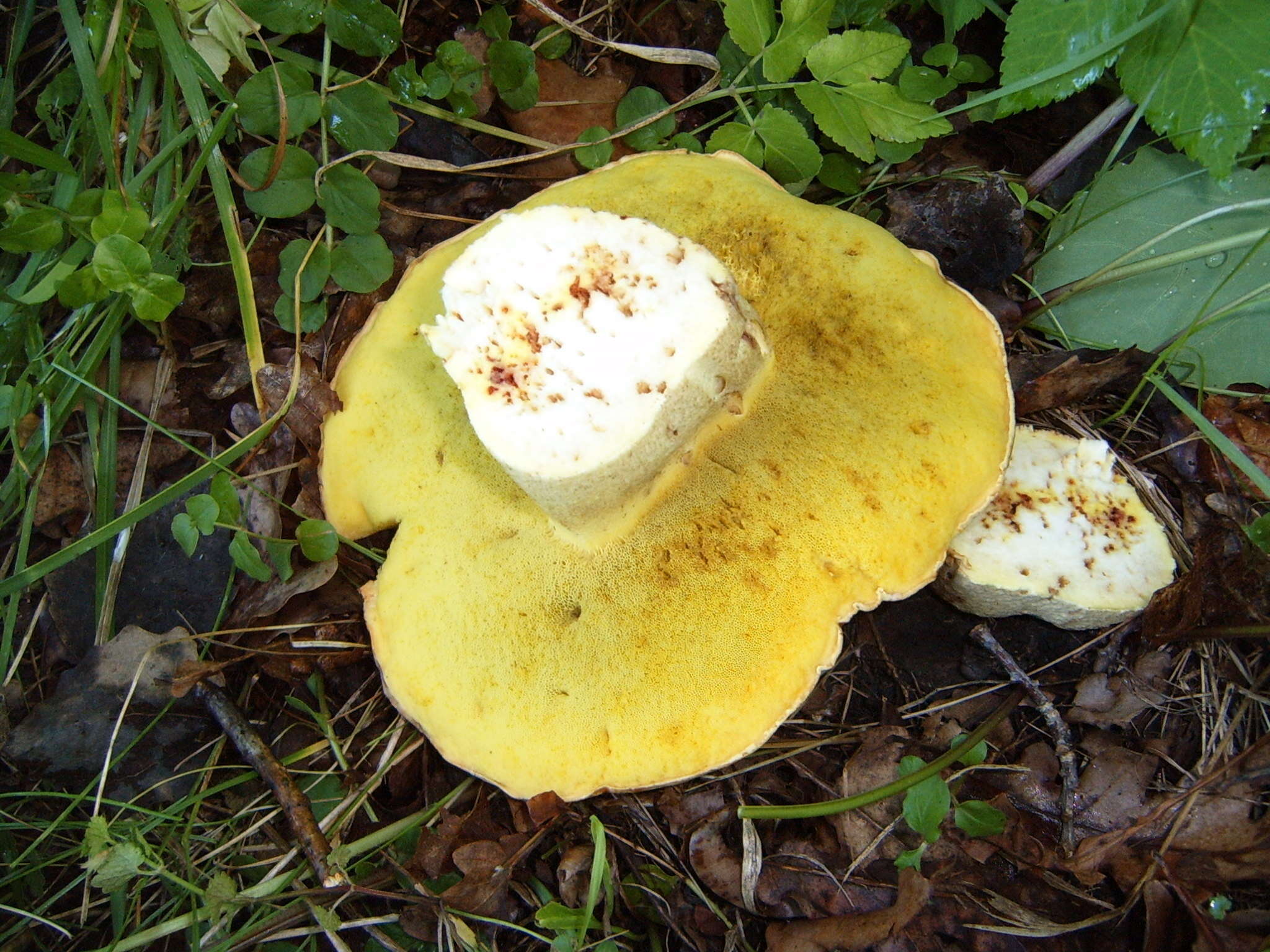 Image of Iodine bolete