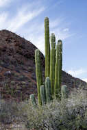 Image of Cardón Cactus
