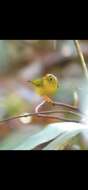 Image of White-spectacled Warbler