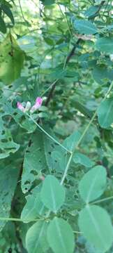 Imagem de Vicia dumetorum L.