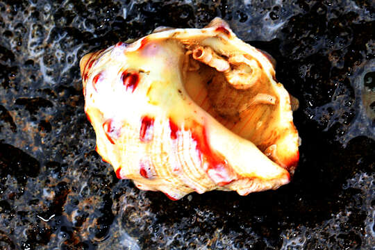 Image of alou rock shell