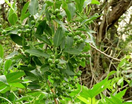 Image of Sapium lateriflorum Hemsl.