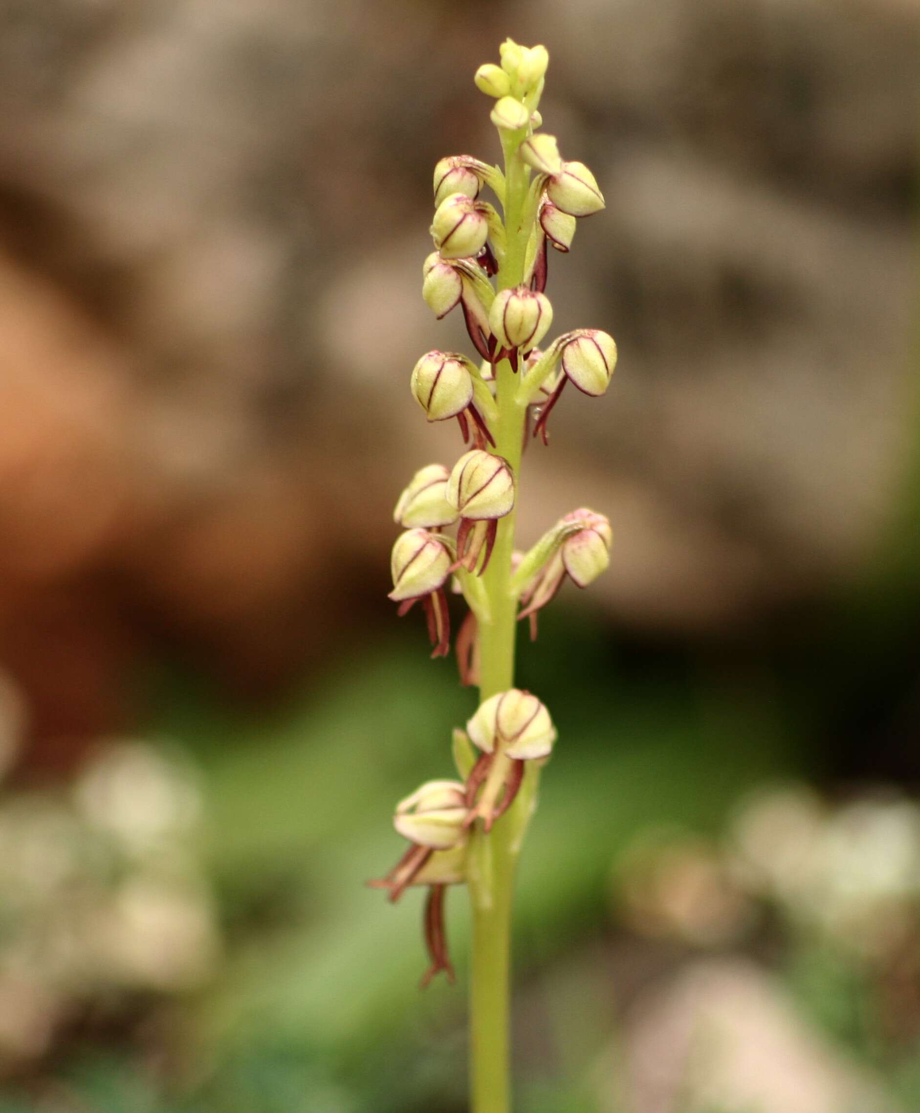 Image of Man orchid