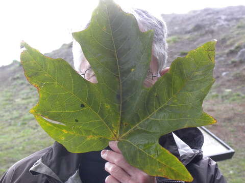 Image de Érable à grandes feuilles