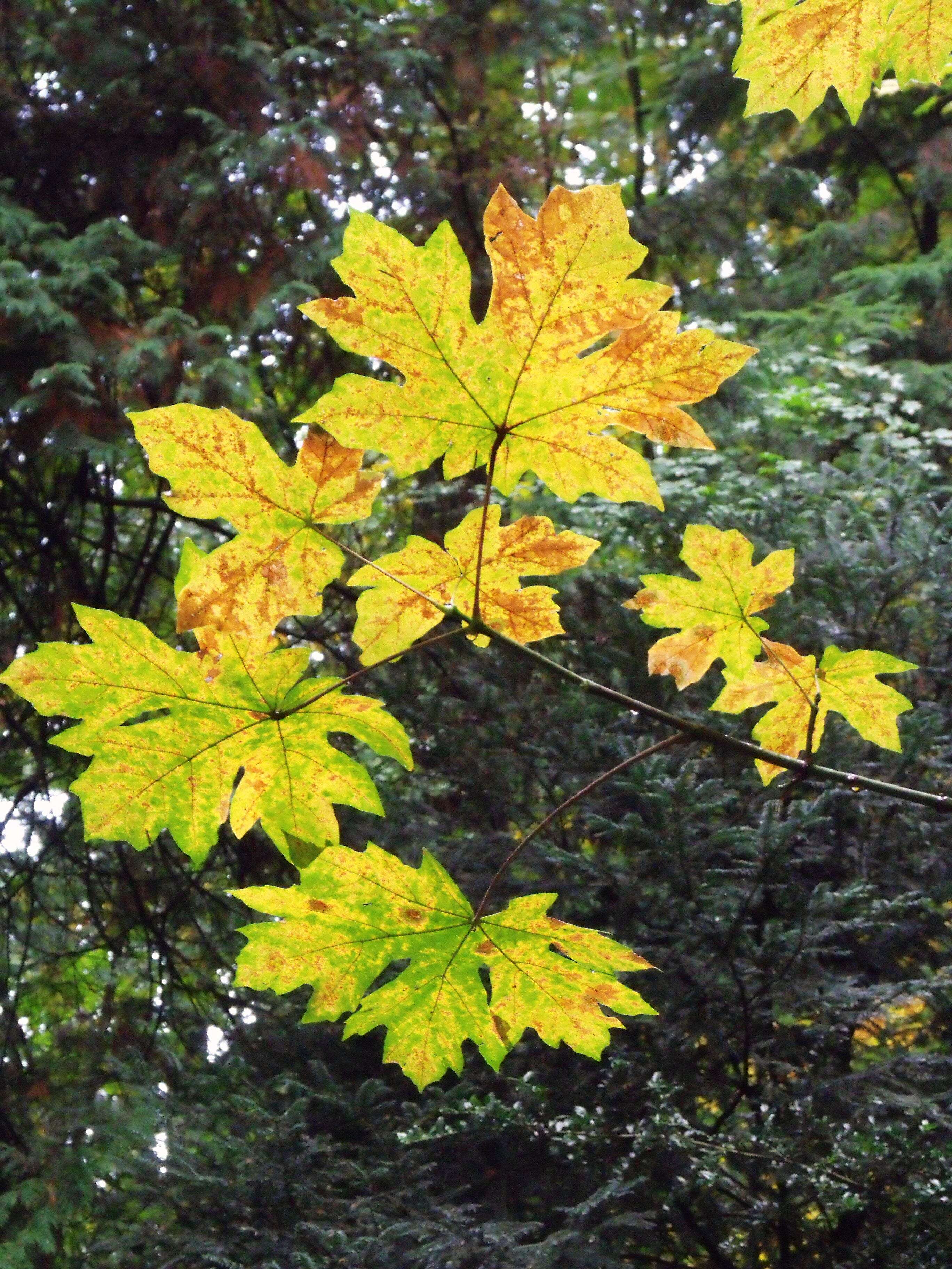 Image of bigleaf maple