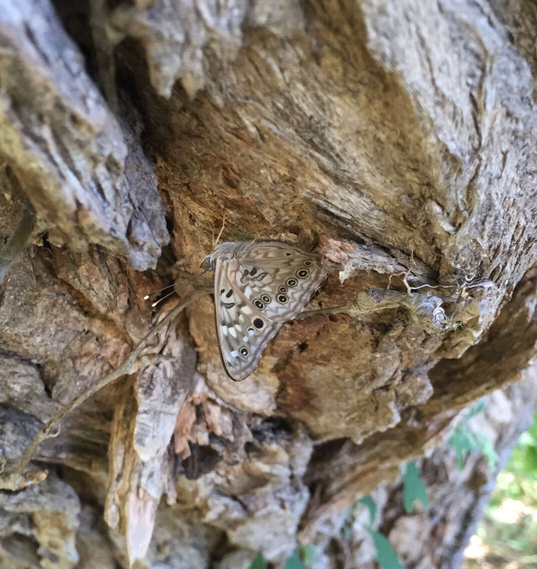 Image of Hackberry Emperor