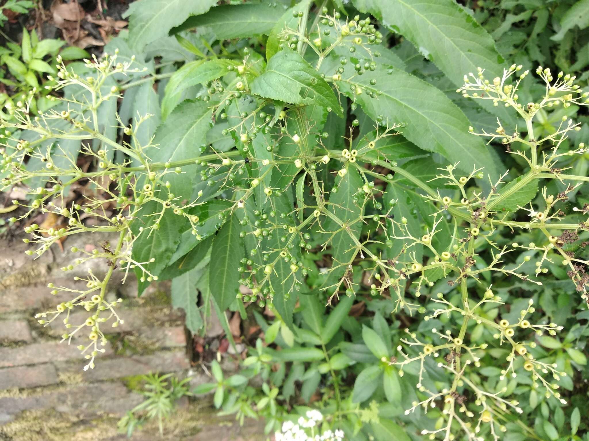 Plancia ëd Sambucus javanica Reinw. ex Bl.