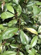 صورة Ardisia chinensis Benth.