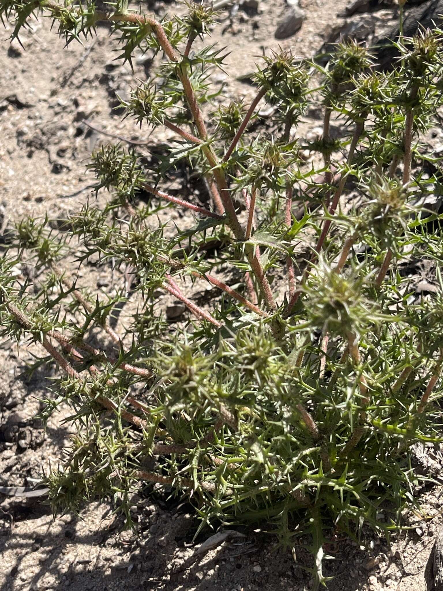 Image of small-lobe navarretia