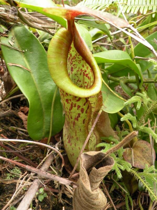 Image of Pitcher Plant