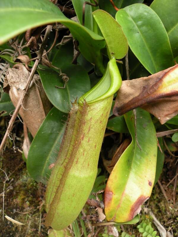 Image of Pitcher Plant