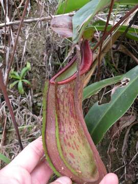 Image of Pitcher Plant