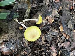 Image of Pluteus chrysaegis (Berk. & Broome) Petch 1912