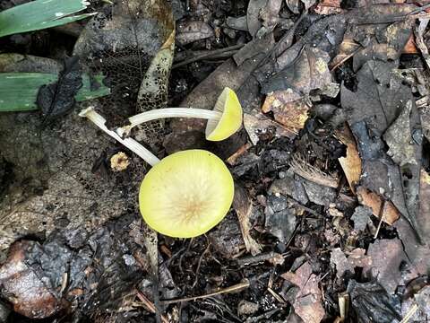 Image of Pluteus chrysaegis (Berk. & Broome) Petch 1912