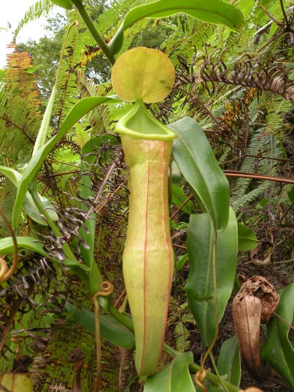 Image of Pitcher Plant