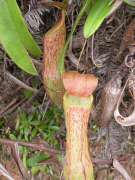 Image of Pitcher Plant