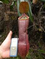 Image of Pitcher Plant