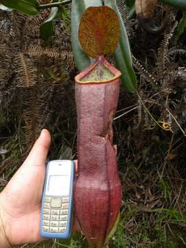 Image of Pitcher Plant