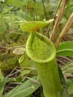 Image of Pitcher Plant