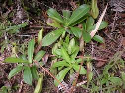 Image of Pitcher Plant