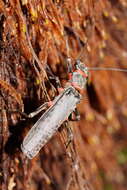 Image of Eusthenia venosa (Tillyard 1921)