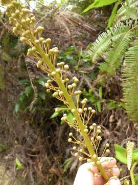 Image of Pitcher Plant