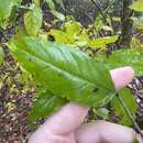 Image of Lance-Leaf Buckthorn