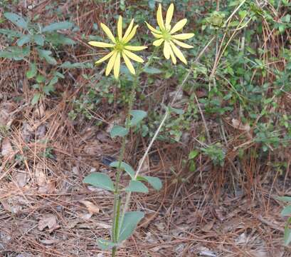 Image de Silphium asteriscus L.